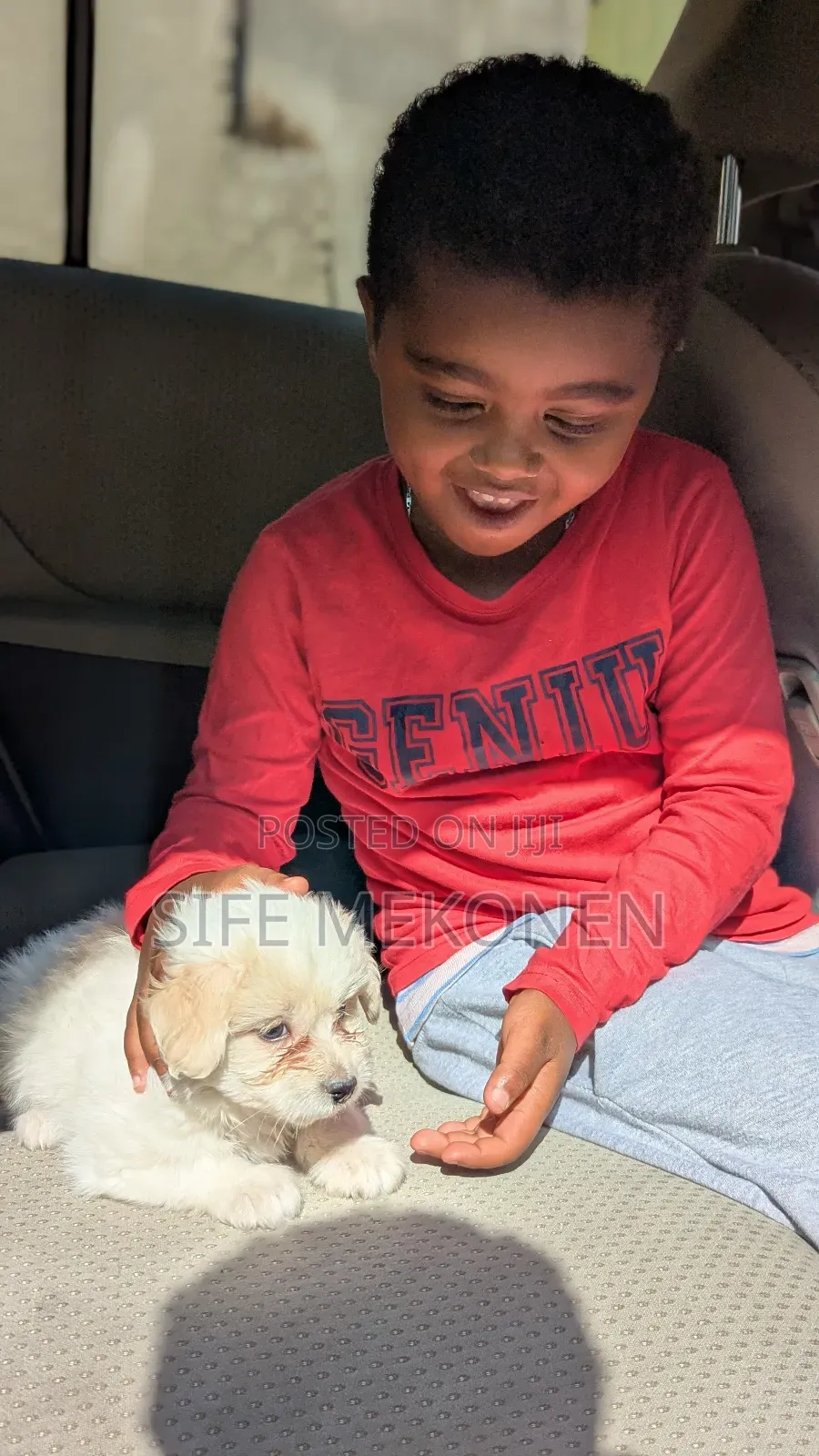 1-3 months Male Purebred Maltese