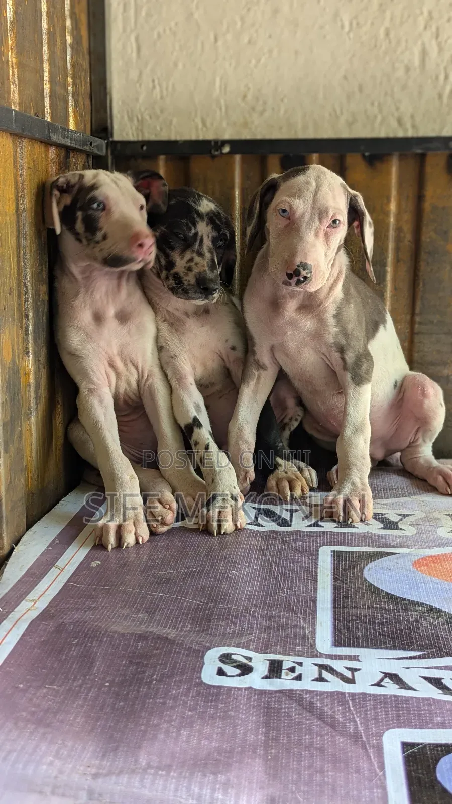 1-3 months Male Purebred Great Dane