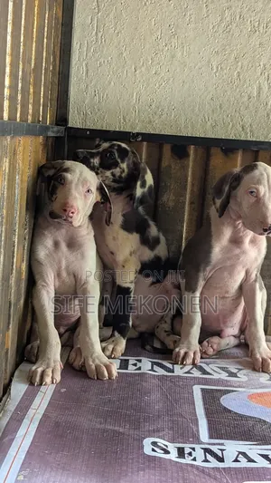 Photo - 1-3 months Male Purebred Great Dane