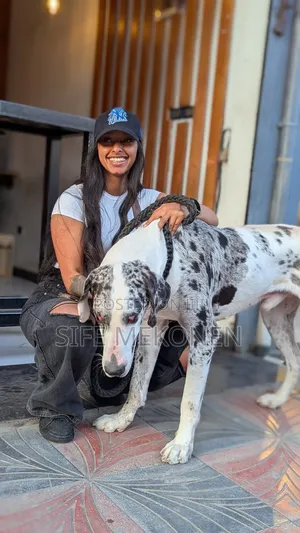 1-3 months Male Purebred Great Dane