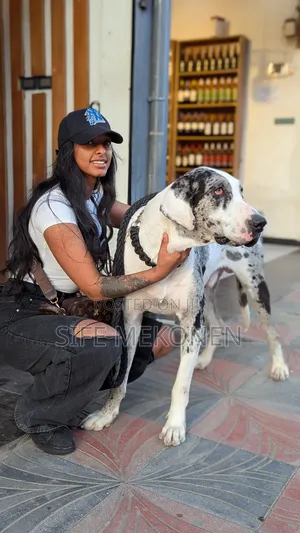 1-3 months Male Purebred Great Dane