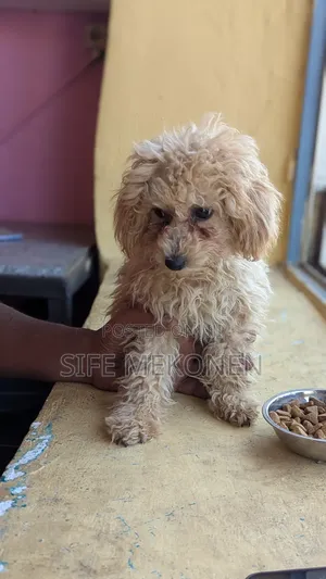 1-3 months Male Purebred Poodle