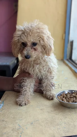 1-3 months Male Purebred Poodle