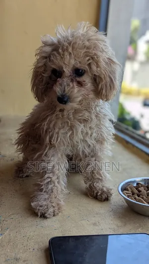 Photo - 1-3 months Male Purebred Poodle