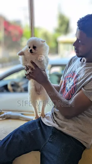 Photo - 1-3 months Male Purebred Pomeranian