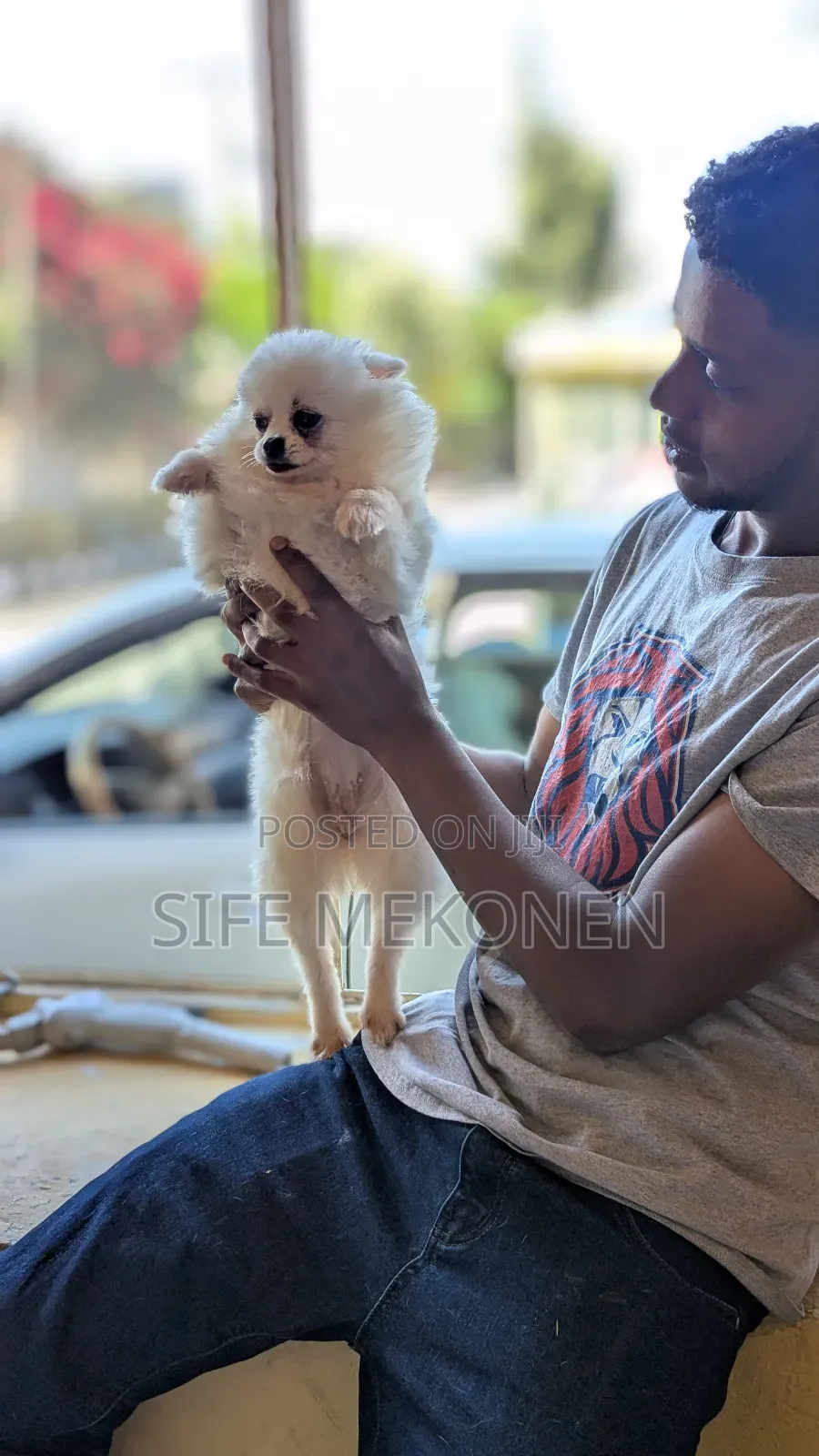 1-3 months Male Purebred Pomeranian