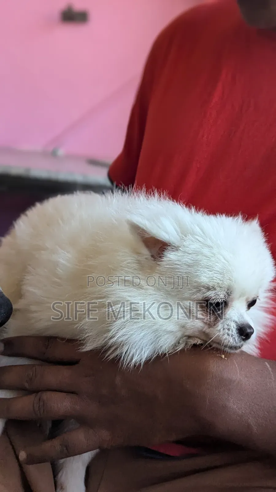 1-3 months Male Purebred Pomeranian