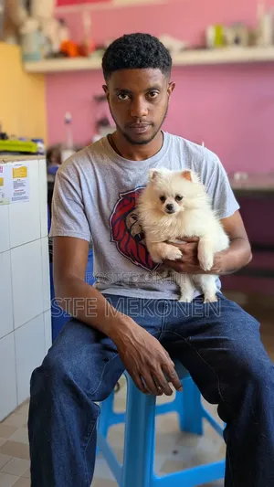 Photo - 1-3 months Male Purebred Pomeranian