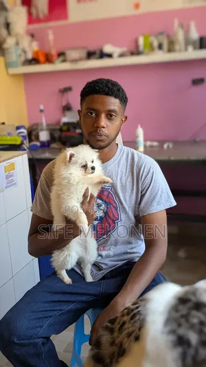 1-3 months Male Purebred Pomeranian