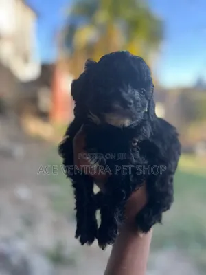 1-3 months Male Purebred Maltipoo