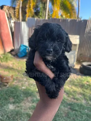 1-3 months Male Purebred Maltipoo