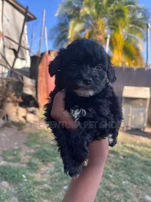 1-3 months Male Purebred Maltipoo