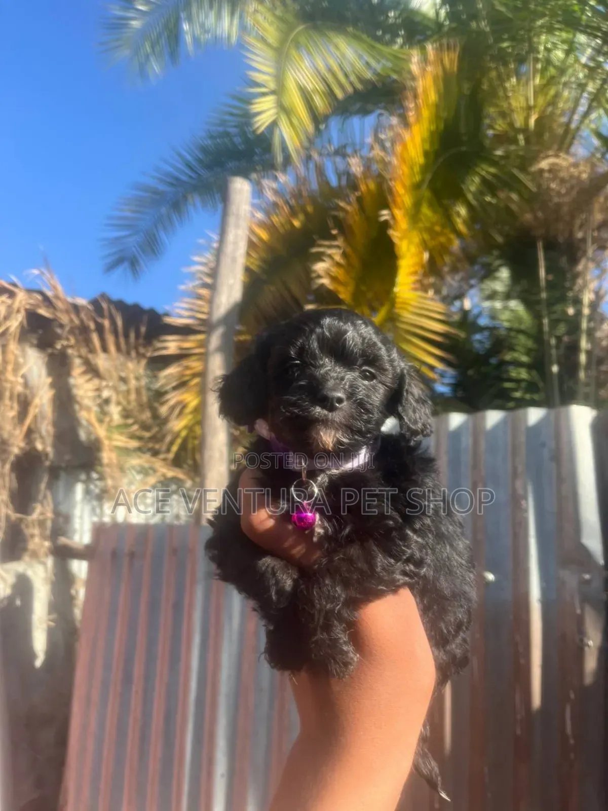 1-3 months Male Purebred Maltipoo