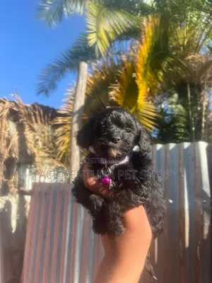 Photo - 1-3 months Male Purebred Maltipoo