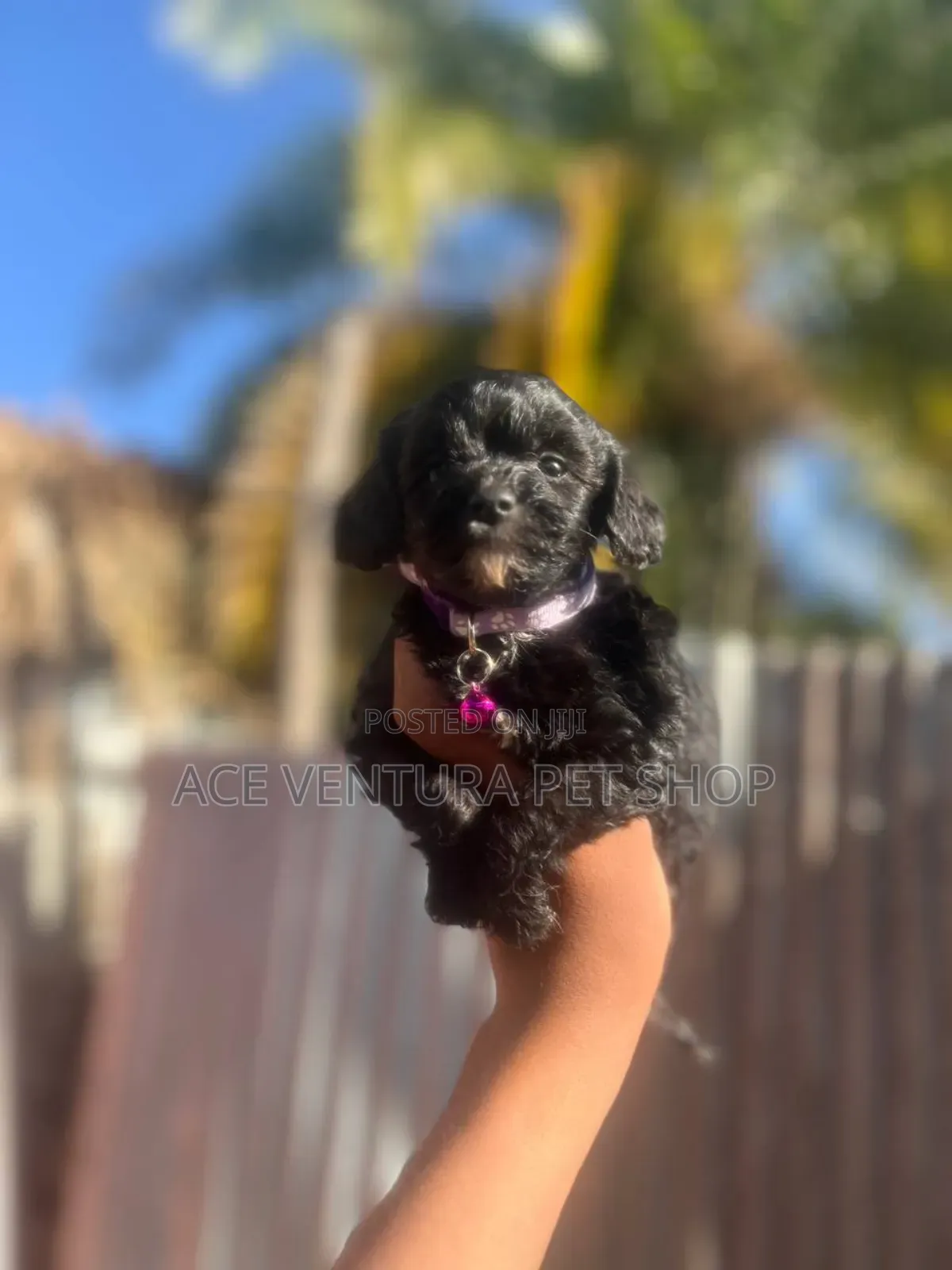 1-3 months Male Purebred Maltipoo