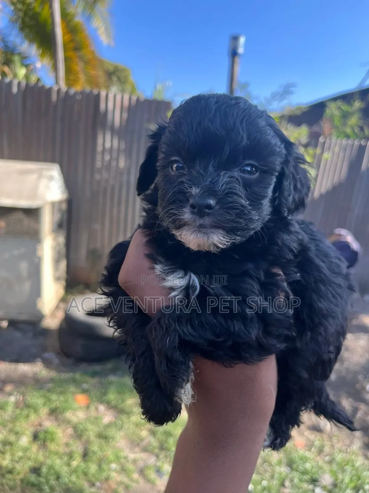 1-3 months Male Purebred Maltipoo