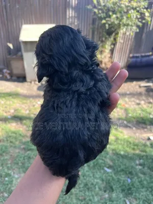 1-3 months Male Purebred Maltipoo