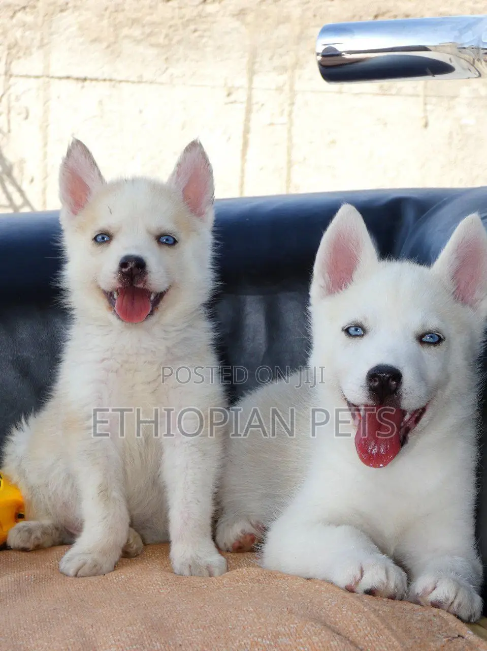 1-3 months Male Purebred Siberian Husky
