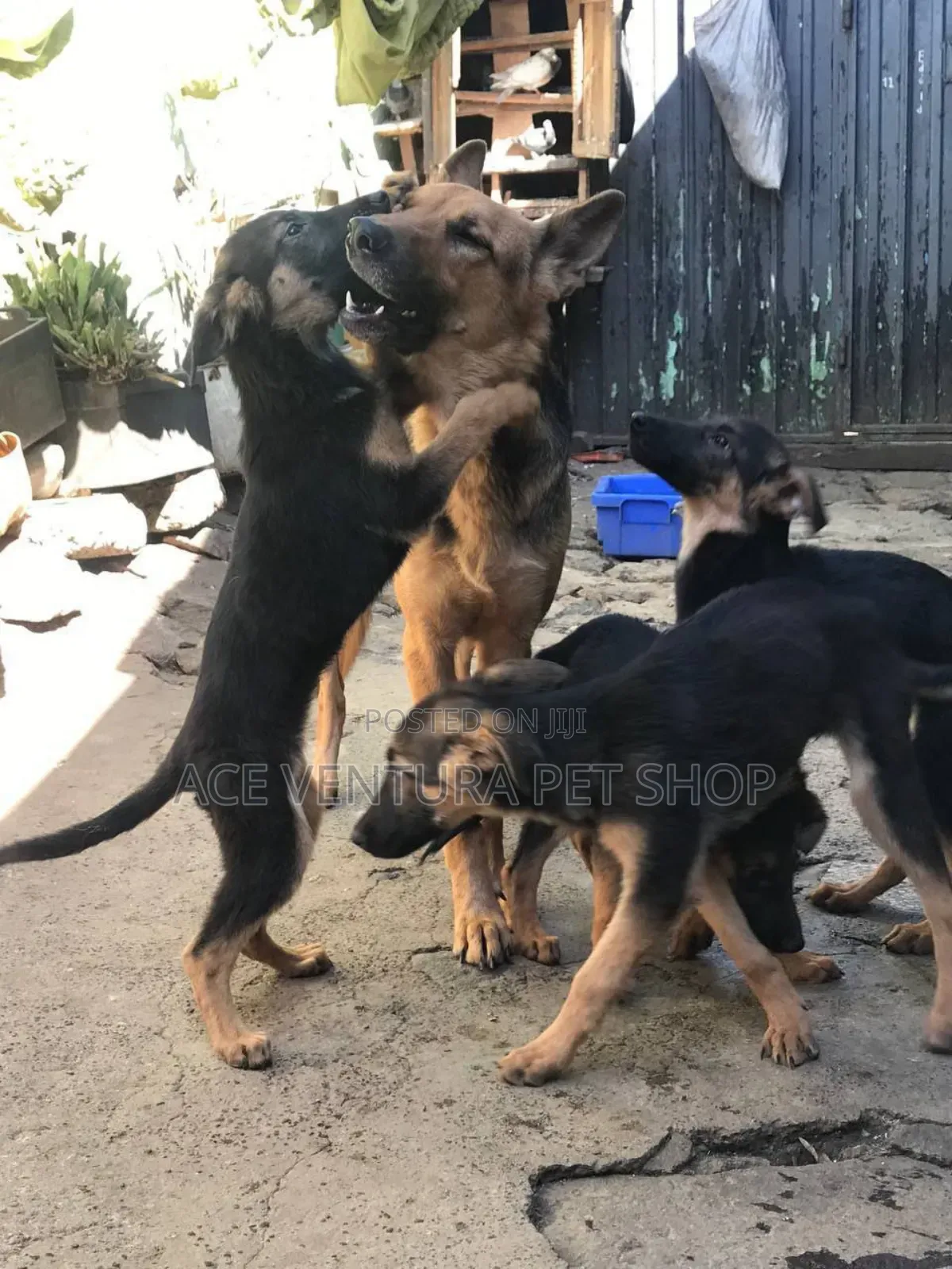 1-3 months Male Purebred German Shepherd