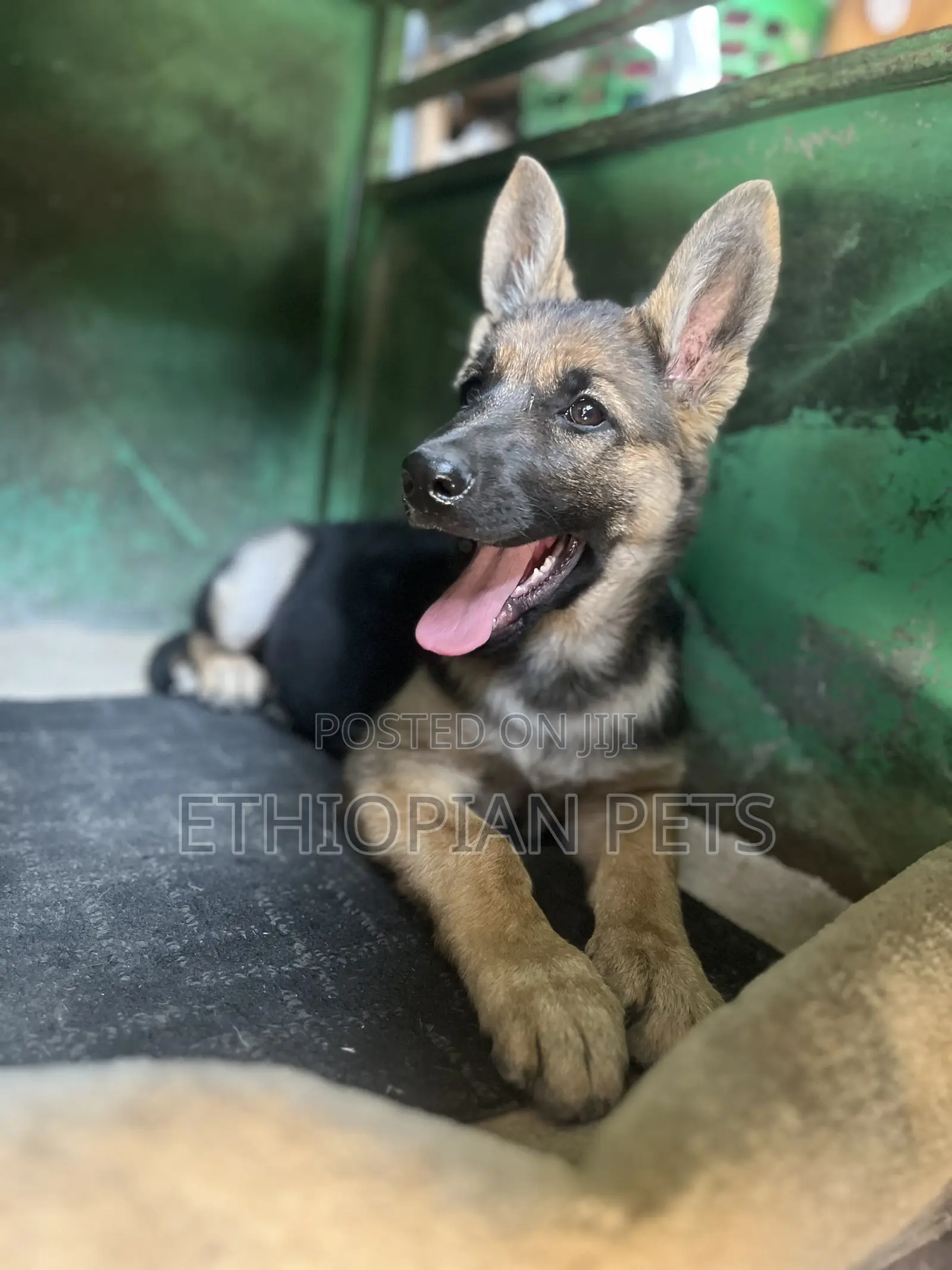 1-3 months Male Purebred German Shepherd