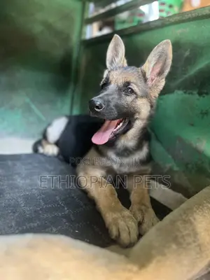Photo - 1-3 months Male Purebred German Shepherd