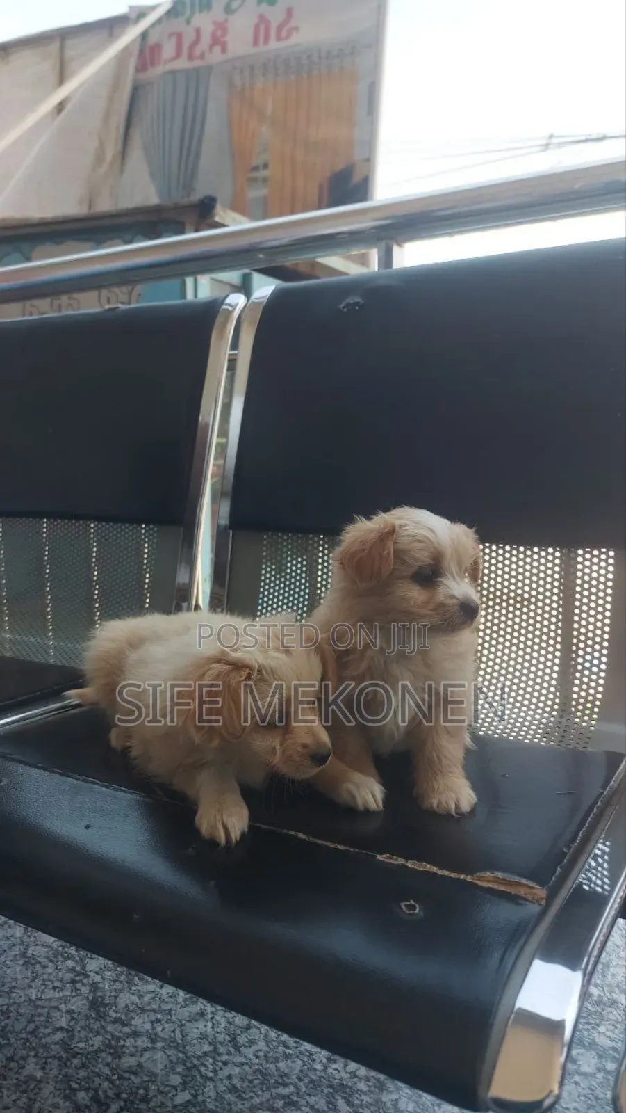 1-3 months Male Purebred Maltese