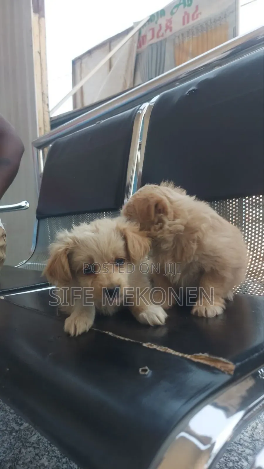 1-3 months Male Purebred Maltese