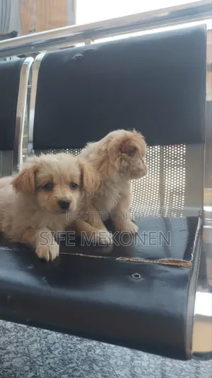 Photo - 1-3 months Male Purebred Maltese