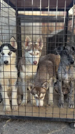1-3 months Male Purebred Siberian Husky