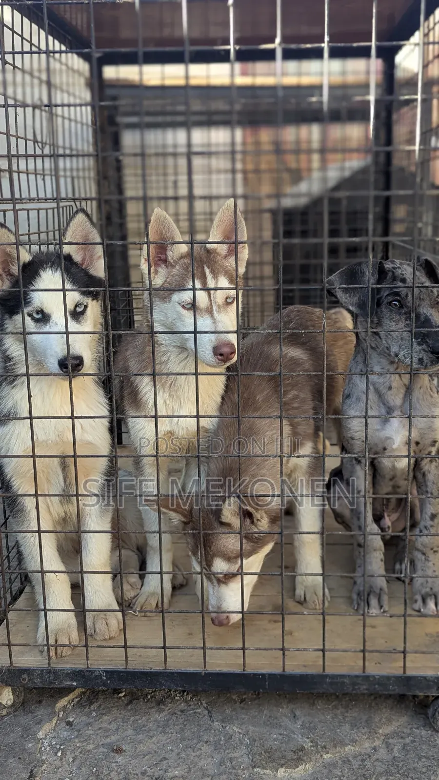 1-3 months Male Purebred Siberian Husky