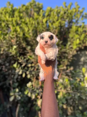 Photo - 1-3 months Male Purebred Maltese