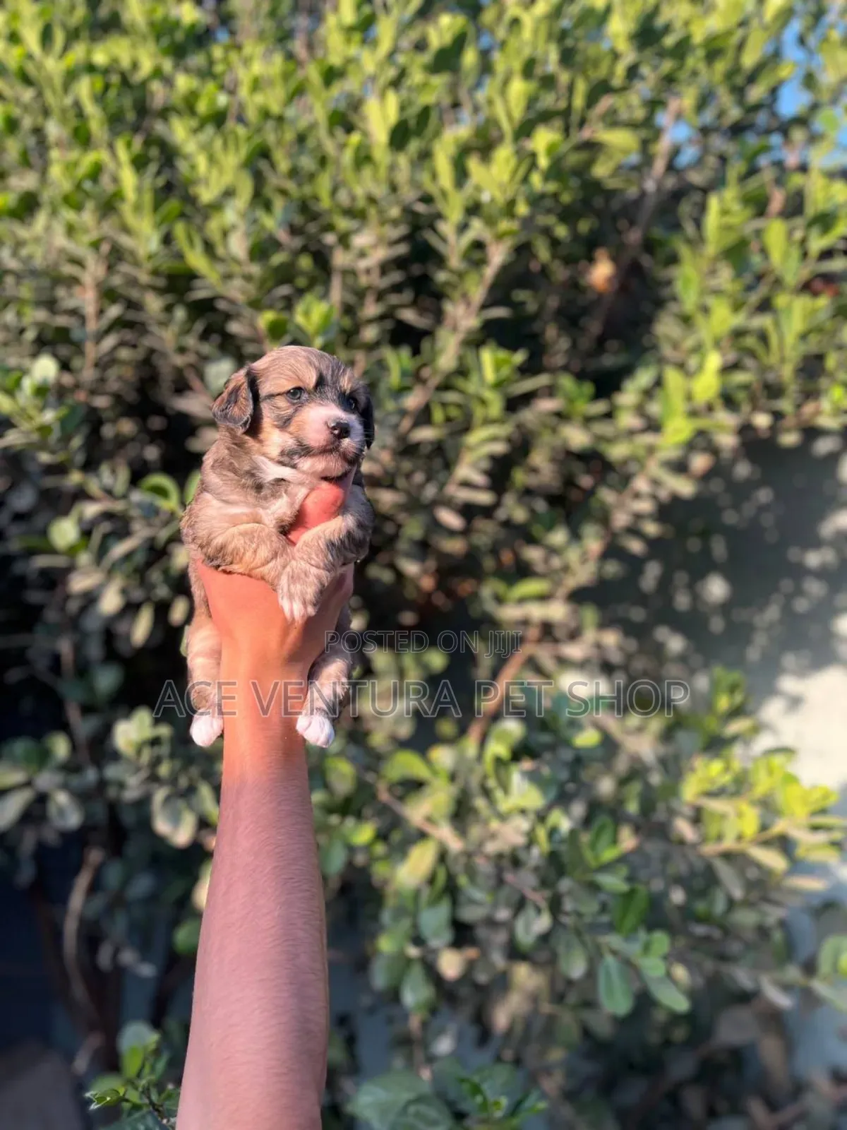 1-3 months Male Purebred Maltese