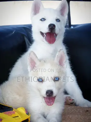 Photo - 1-3 months Male Purebred Siberian Husky