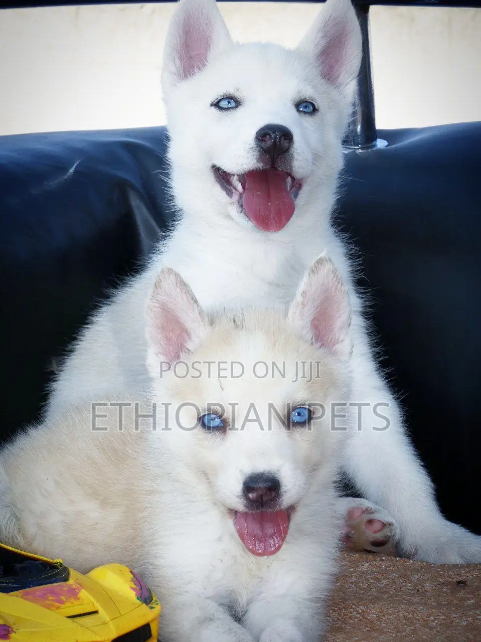 1-3 months Male Purebred Siberian Husky
