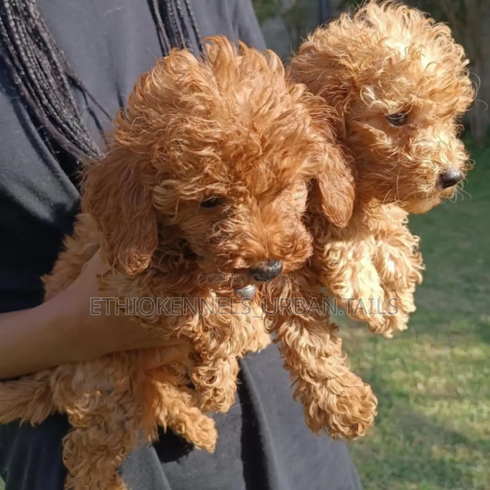 1-3 months Male Purebred Poodle