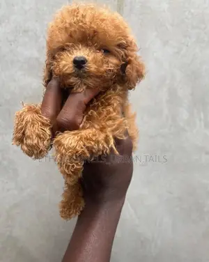 1-3 months Male Purebred Poodle