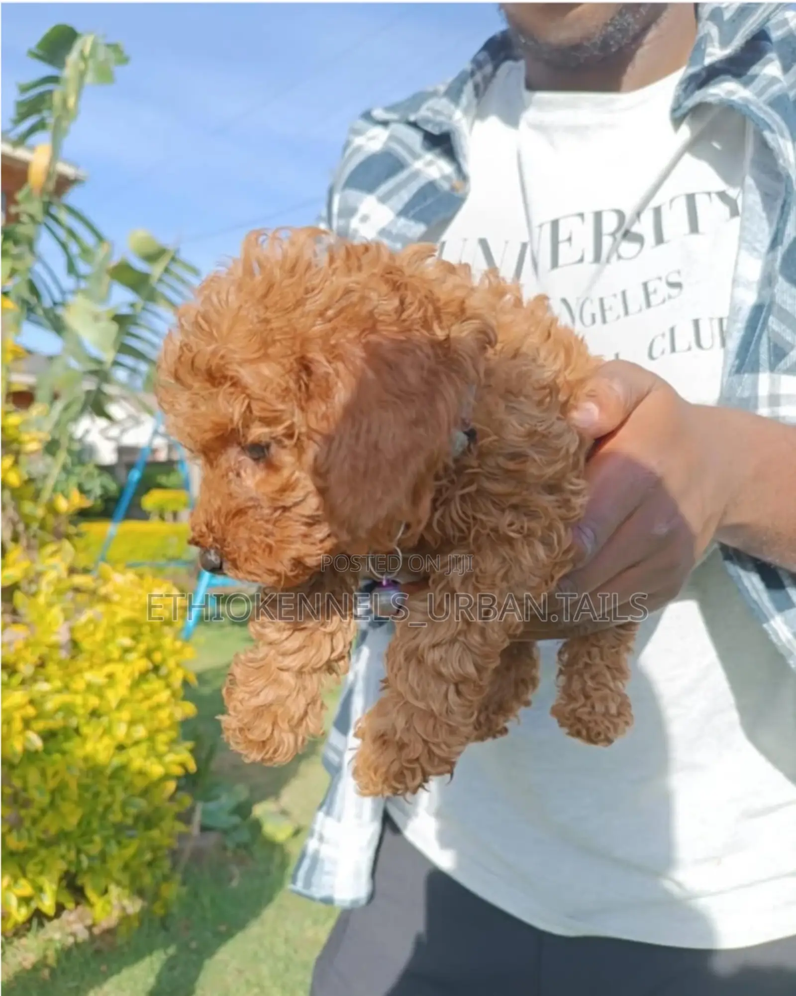 1-3 months Male Purebred Poodle