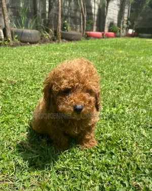 1-3 months Male Purebred Poodle