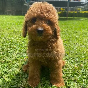 1-3 months Male Purebred Poodle