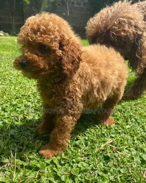 1-3 months Male Purebred Poodle