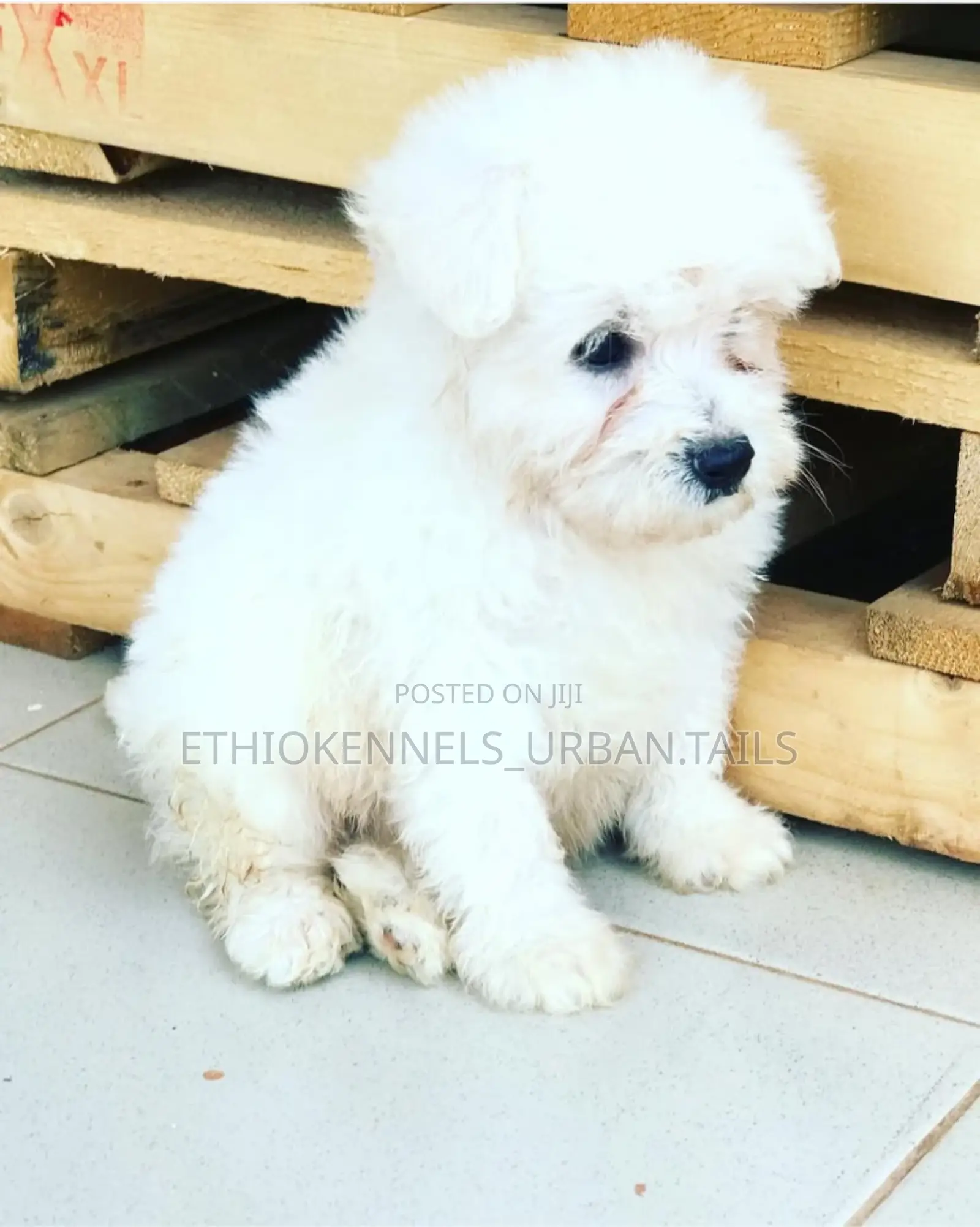 1-3 months Male Purebred Maltese