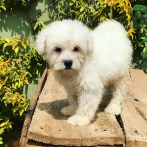 Photo - 1-3 months Male Purebred Maltese