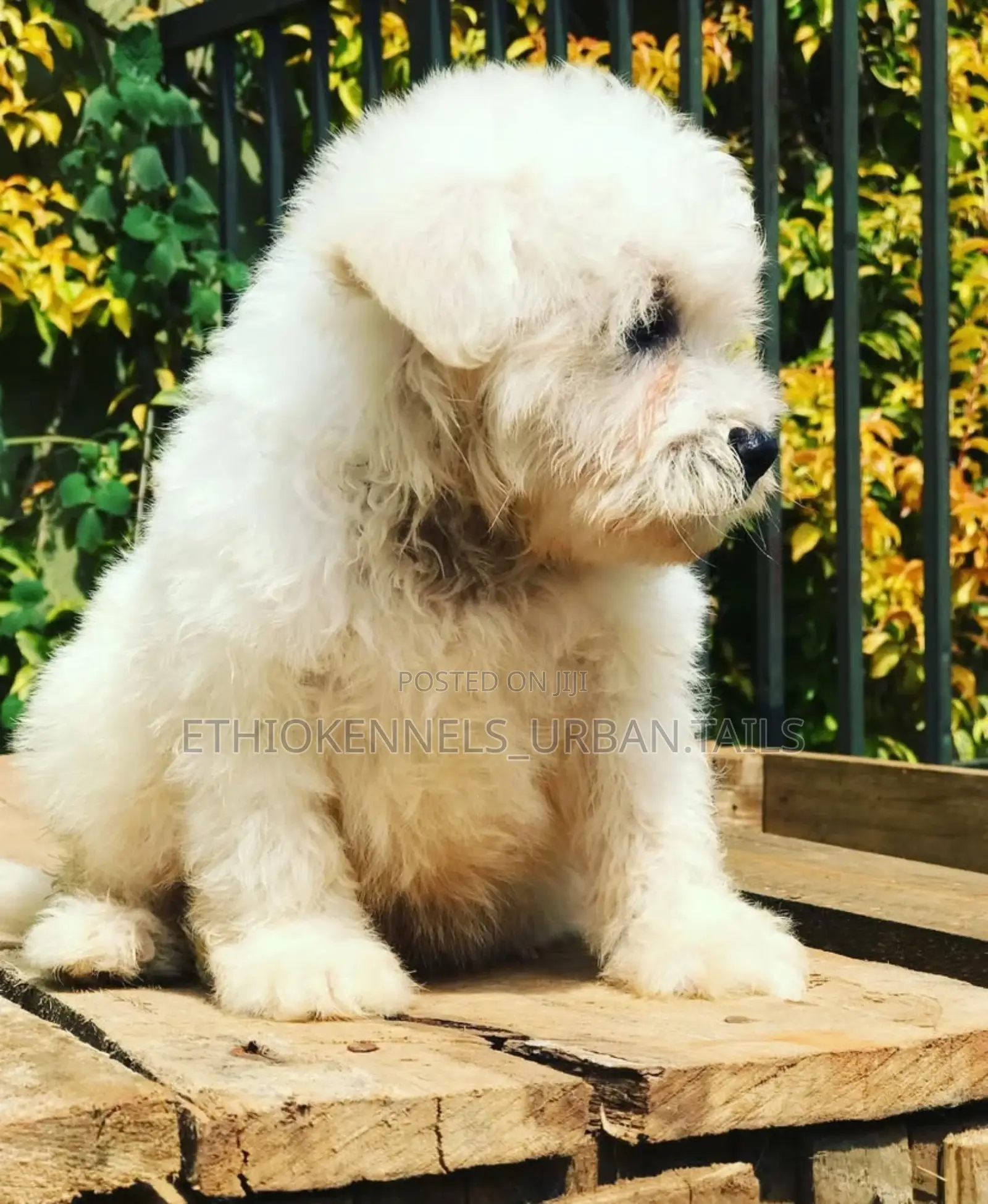 1-3 months Male Purebred Maltese