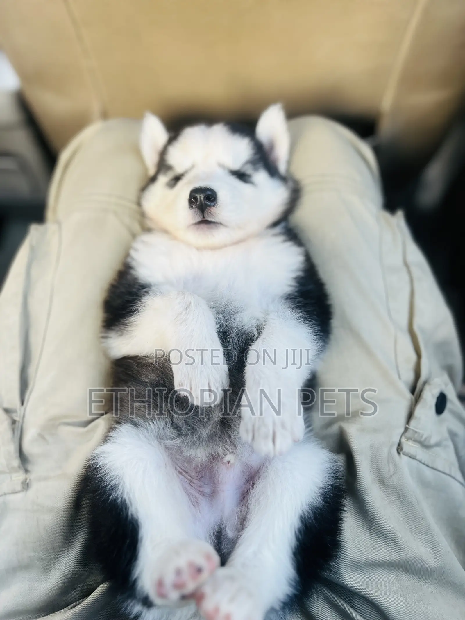 1-3 months Female Purebred Siberian Husky