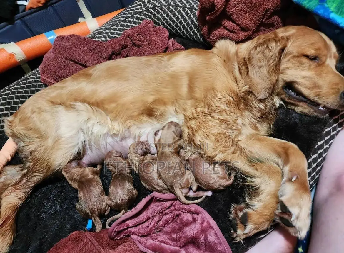 1-3 months Male Purebred Golden Retriever