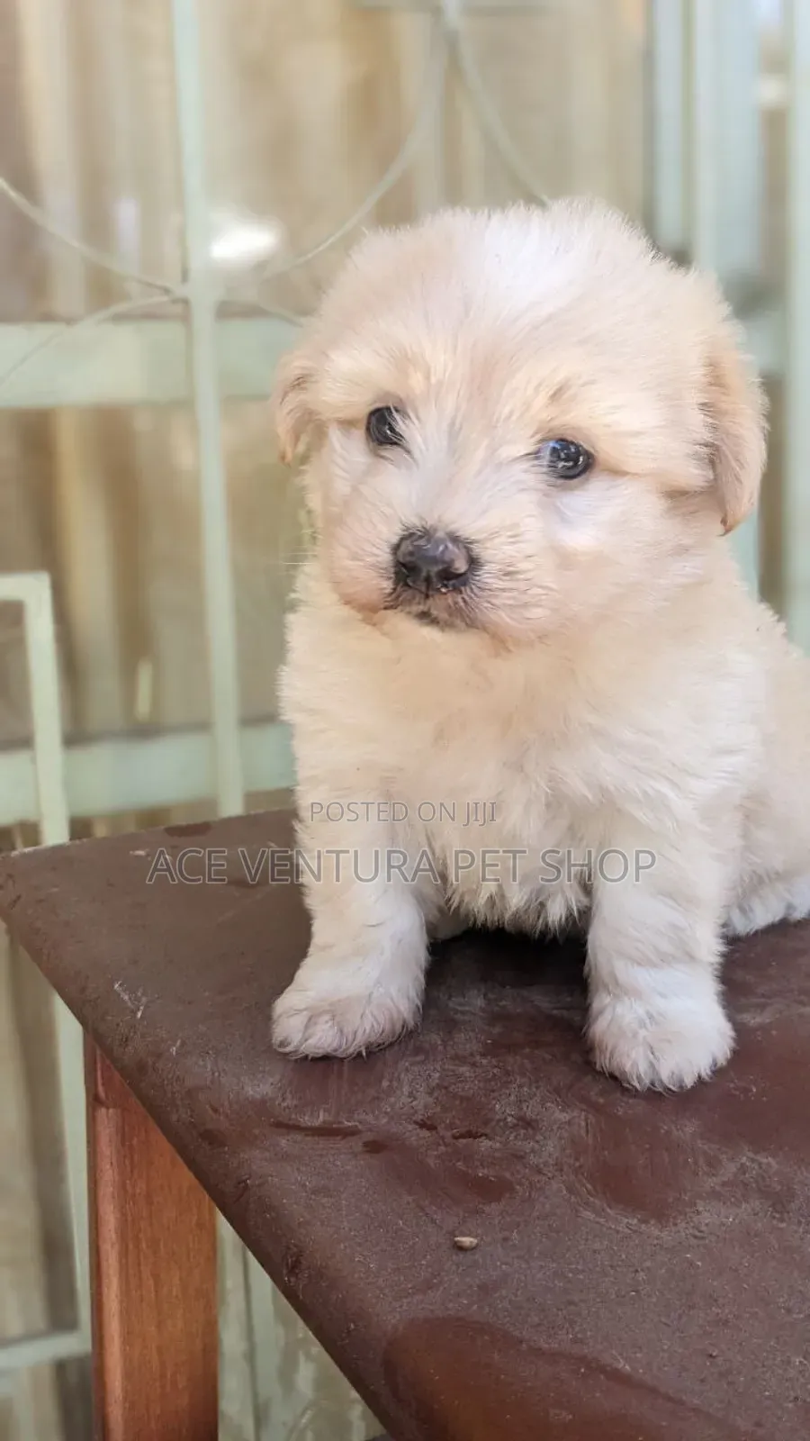 1-3 months Male Purebred Maltese