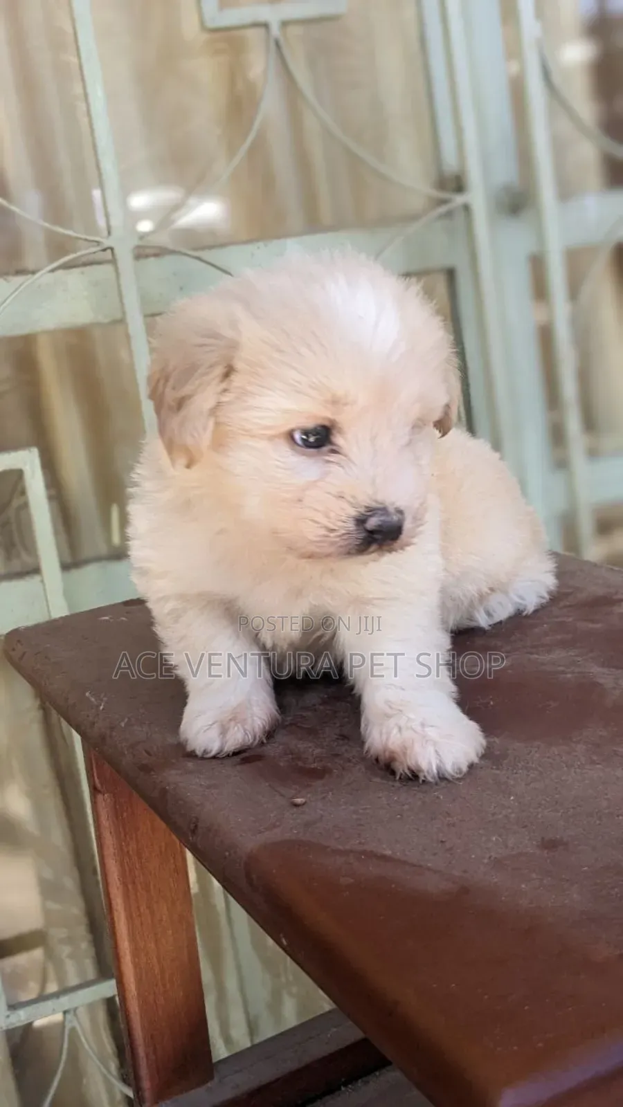 1-3 months Male Purebred Maltese