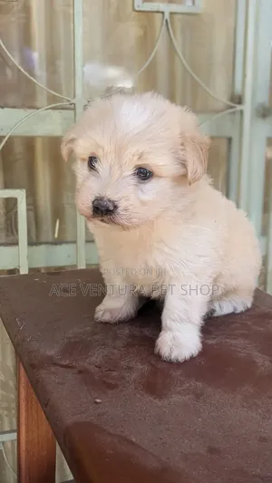 1-3 months Male Purebred Maltese