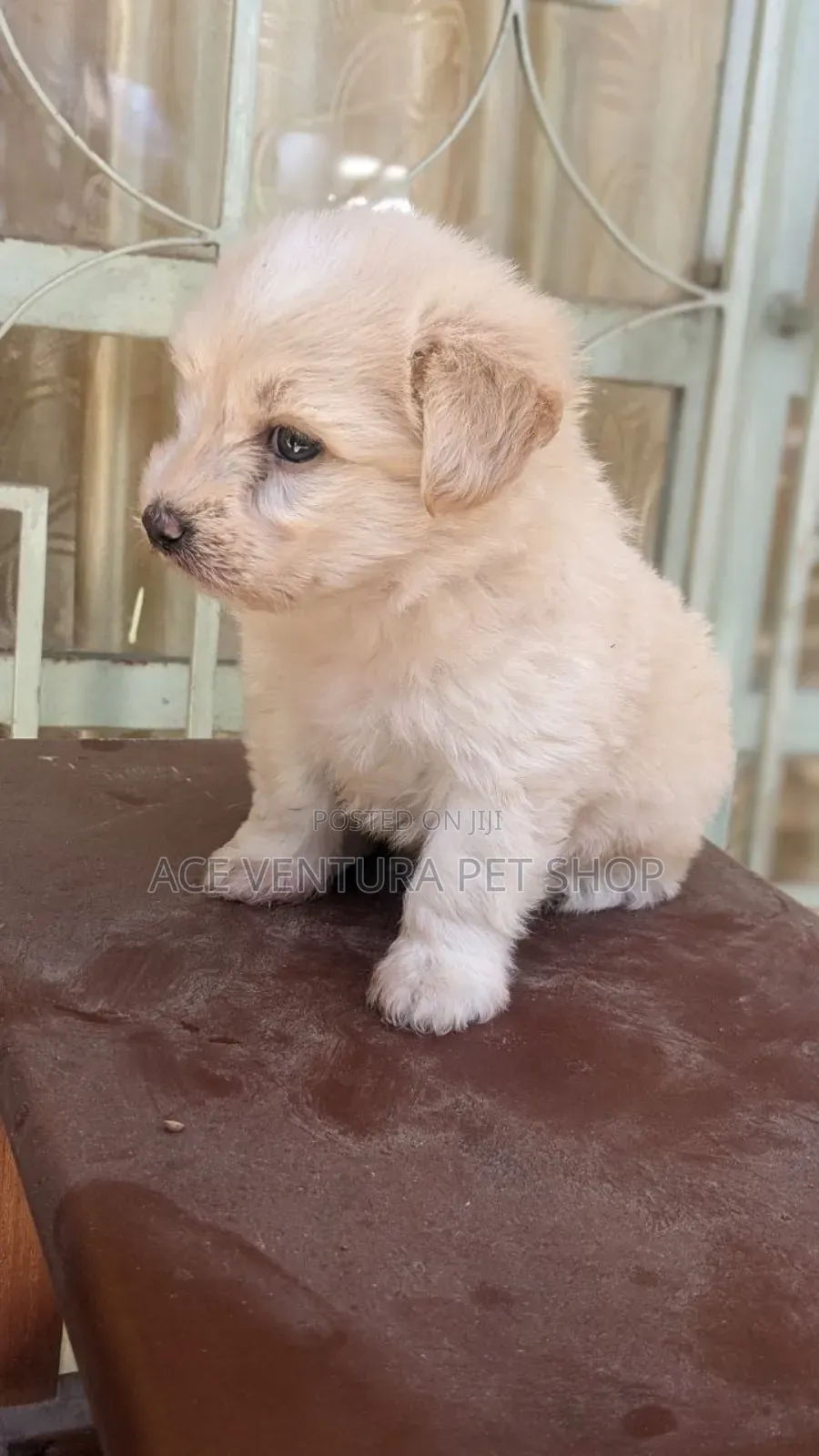 1-3 months Male Purebred Maltese
