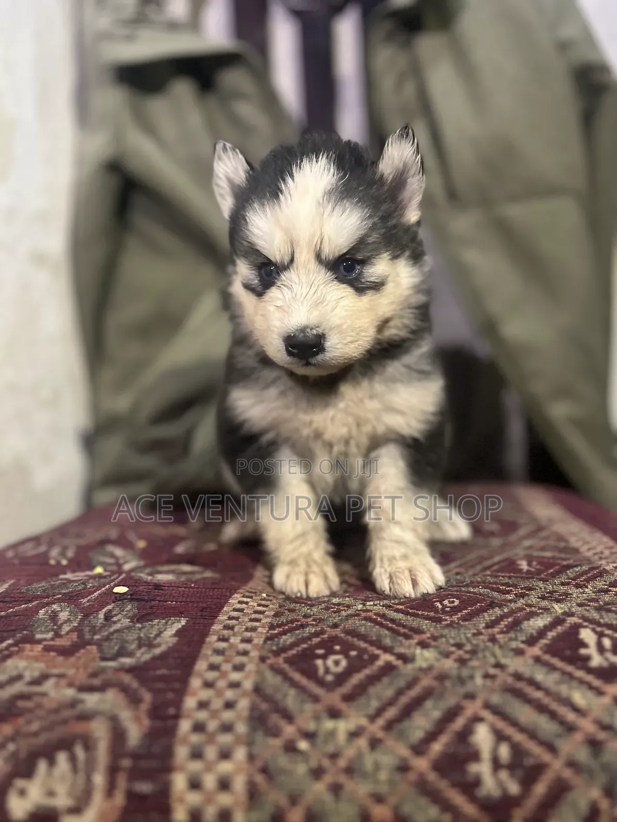 1-3 months Male Purebred Siberian Husky